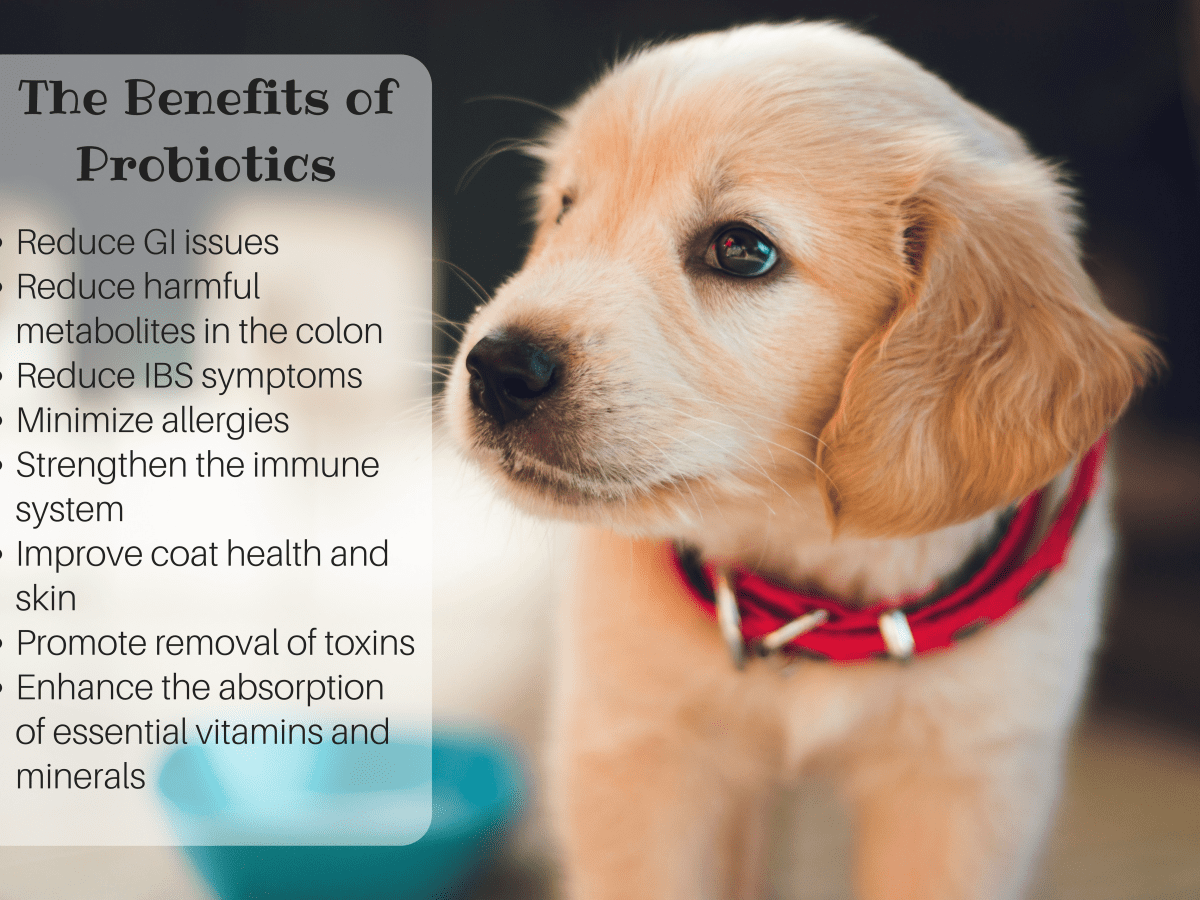 Probiotics for sale puppies with diarrhea