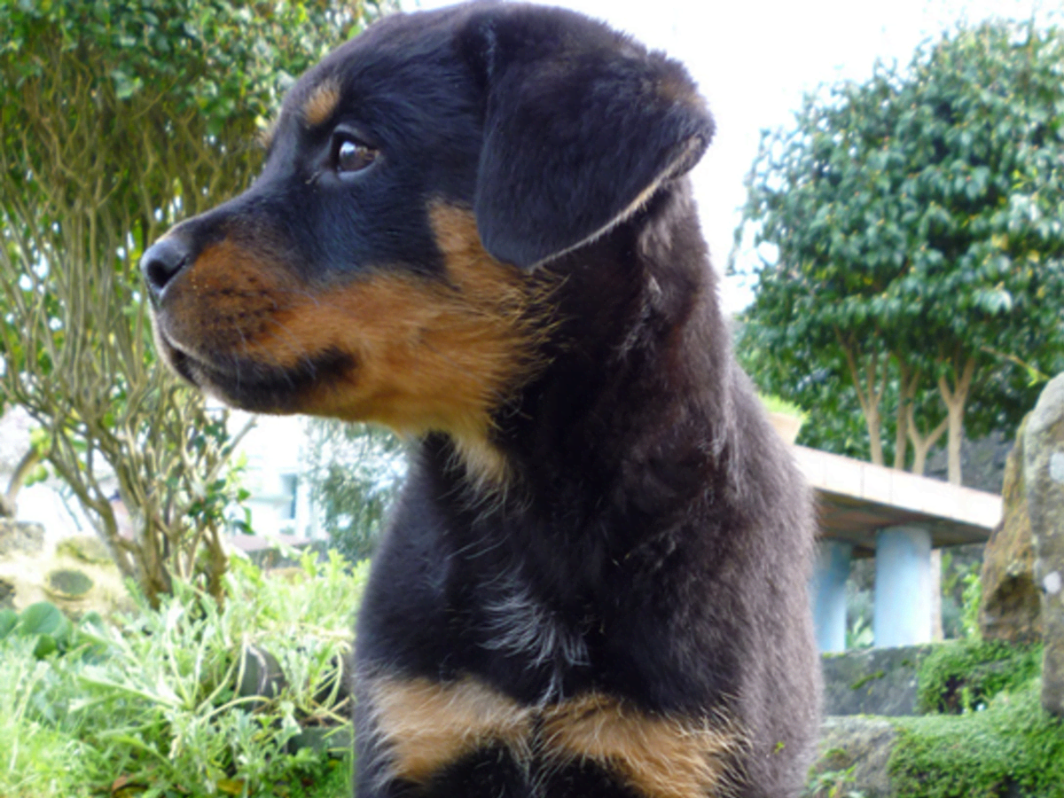 25 days old rottweiler hot sale puppy