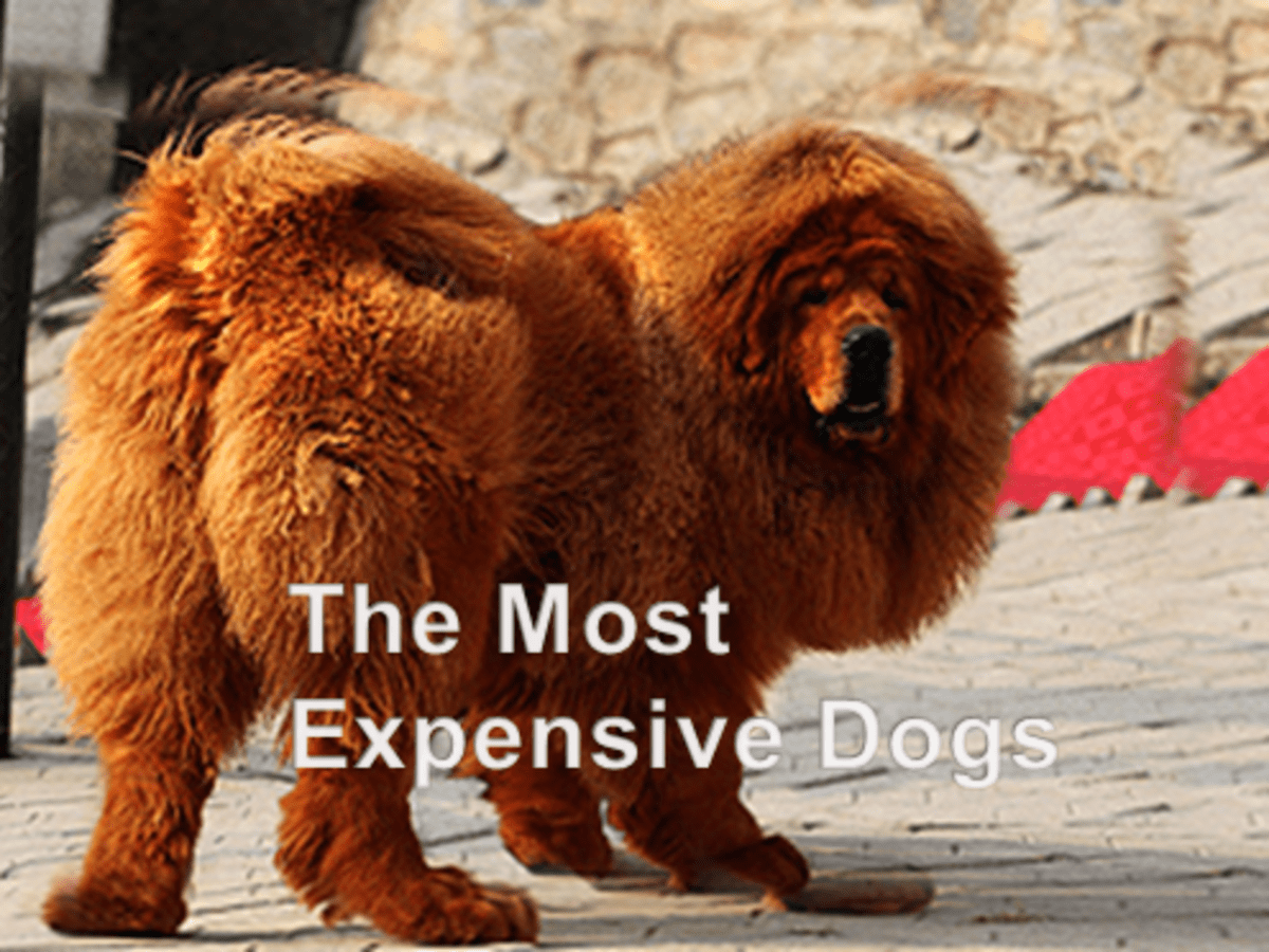 Most expensive deals chinese dog