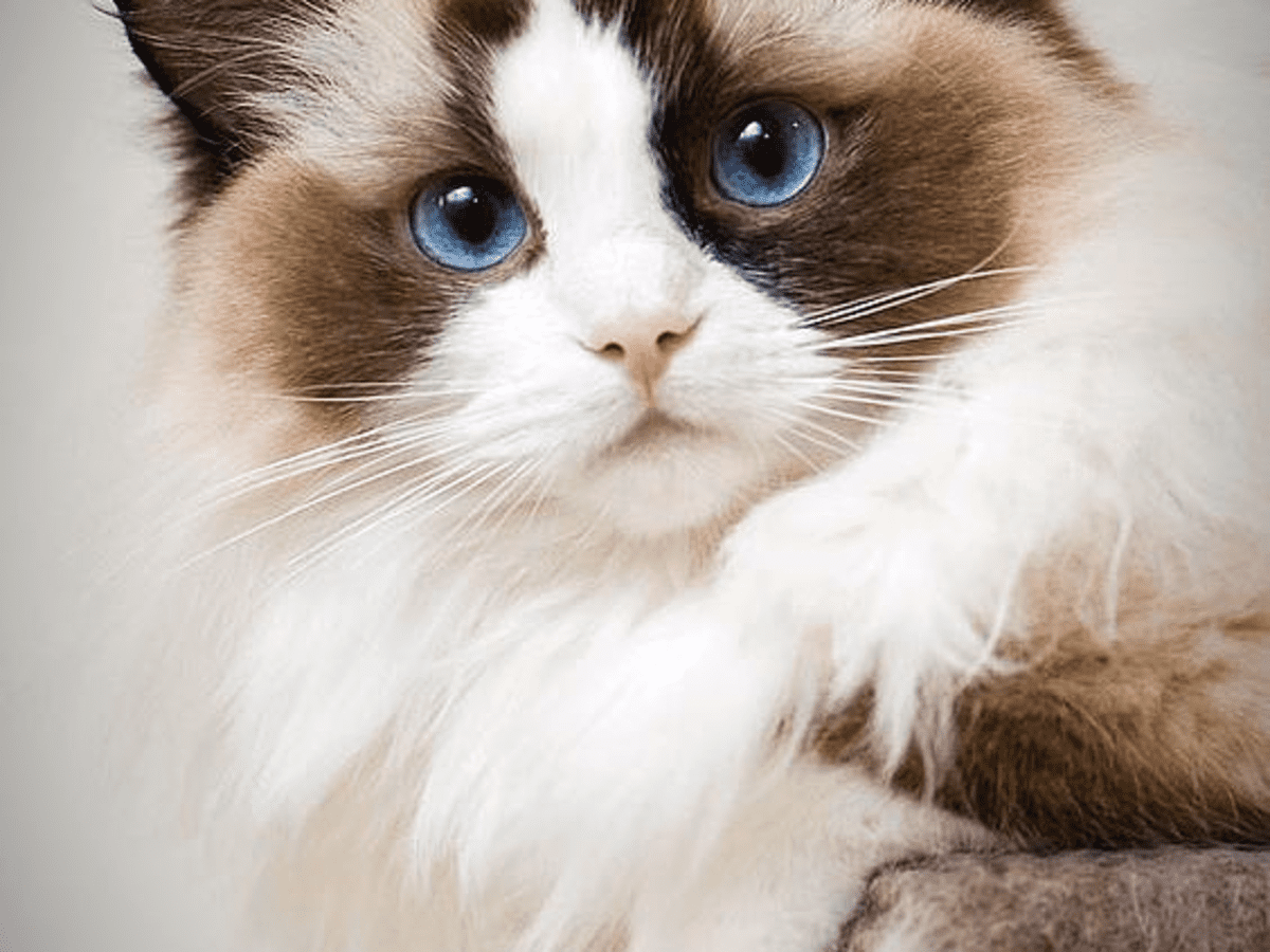 Beautiful hot sale ragdoll cat