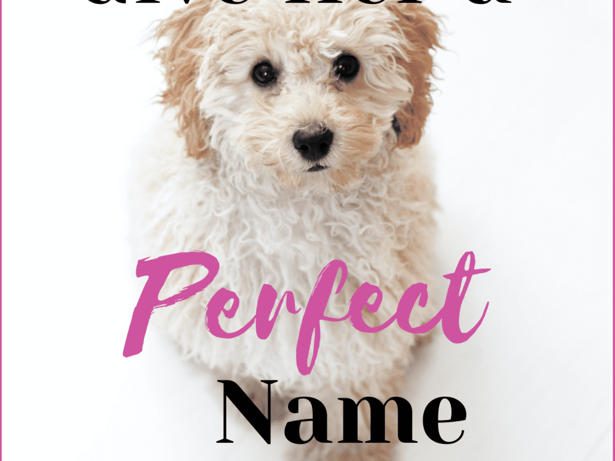 Unique deals poodle names