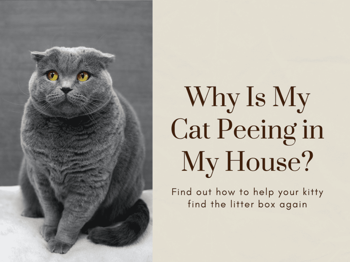 litter box is clean but cat still pees on floor