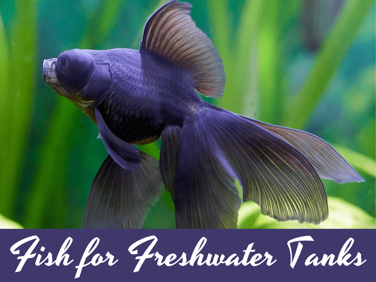 Black moor goldfish laying on bottom hot sale of tank