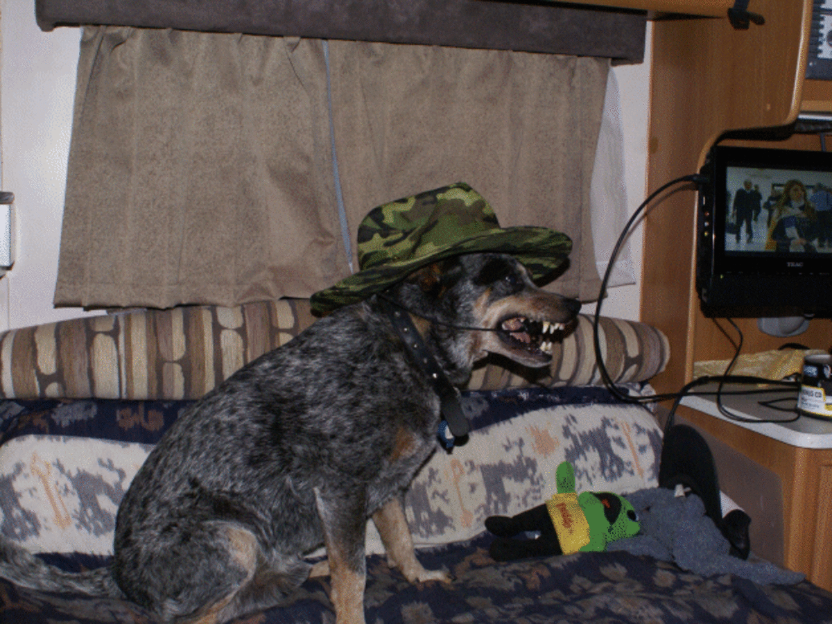 Red heeler hunting store dog