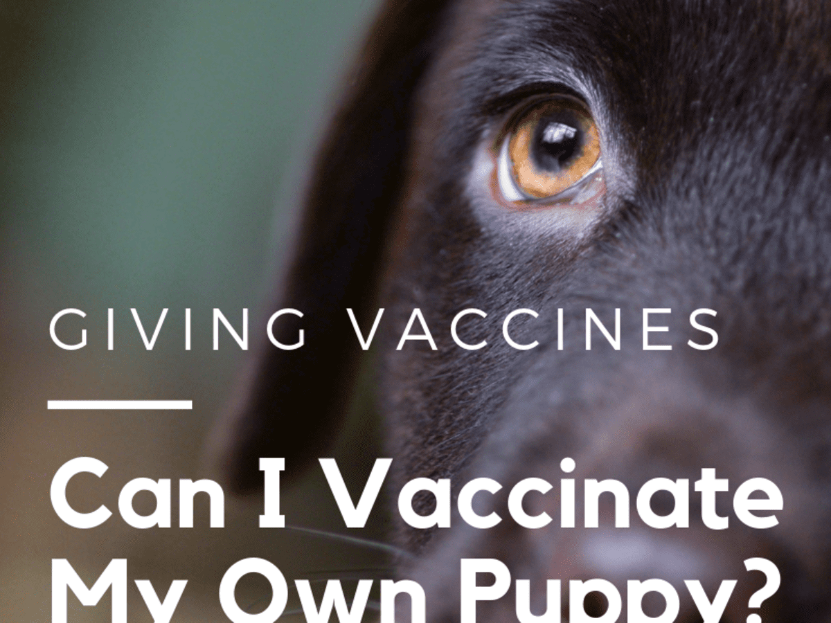 Do puppies need 3 hot sale vaccinations