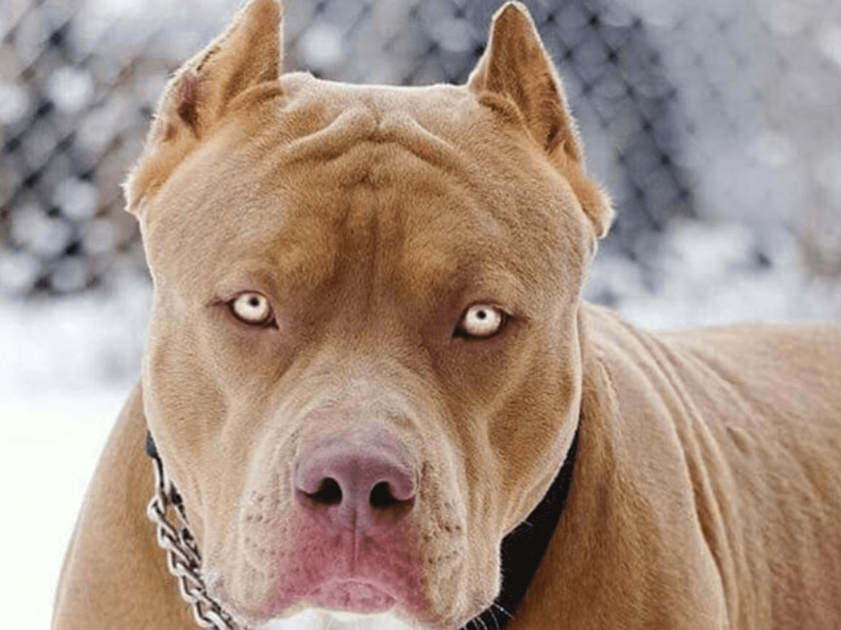 Images of hot sale pit bulls