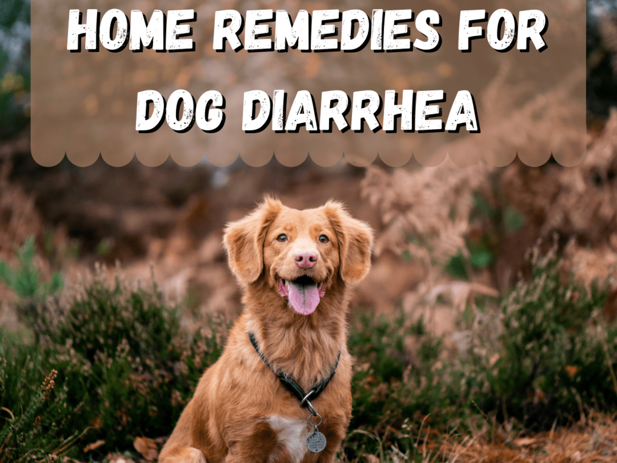 Dog runny 2024 poop remedy