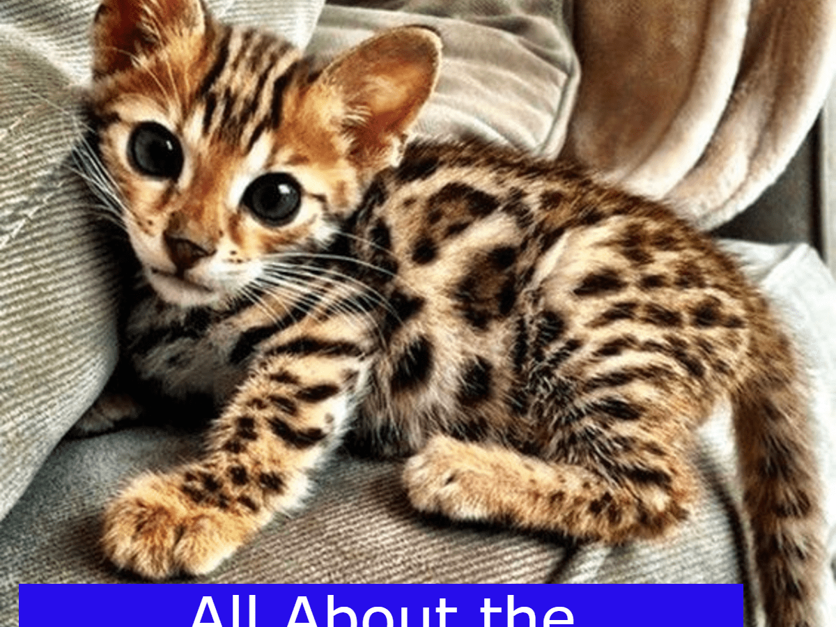 Кошка леопардового окраса