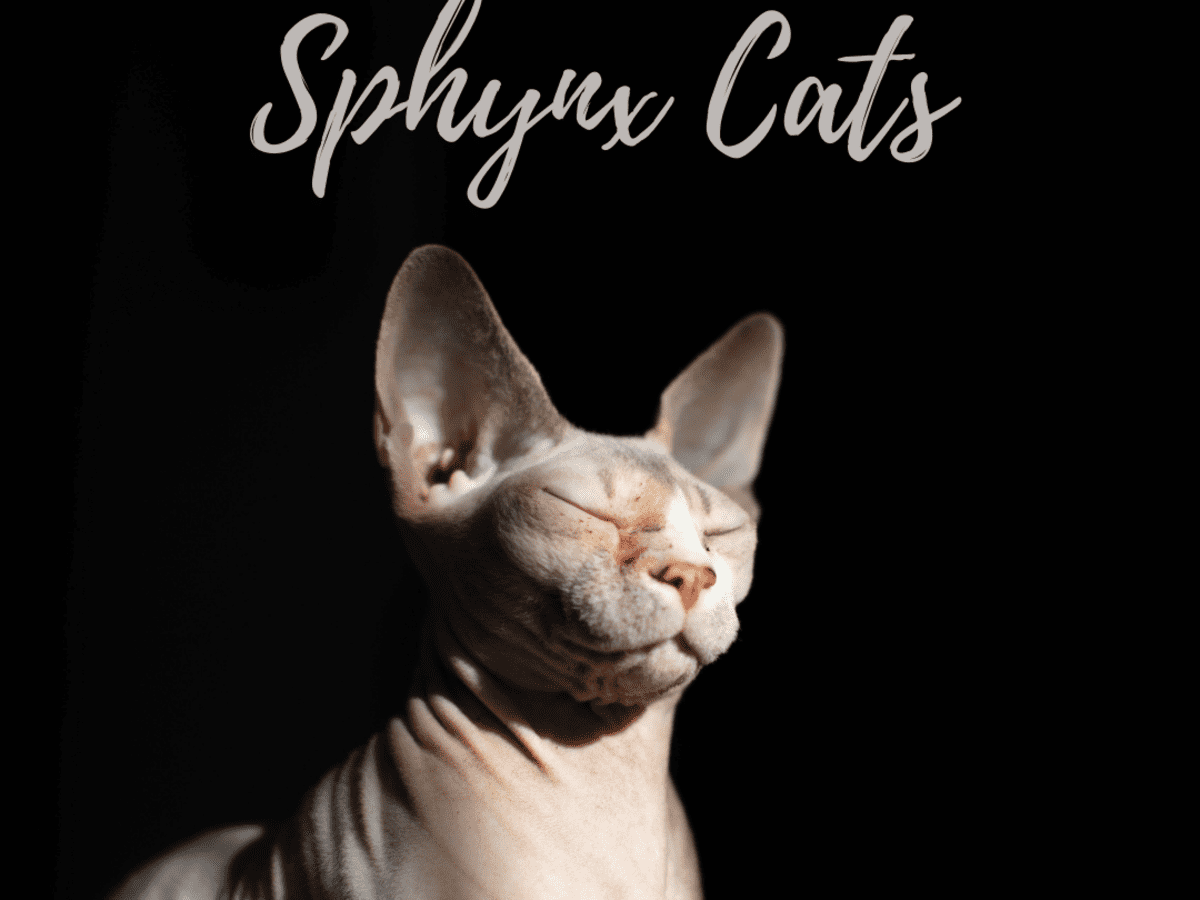 Sphynx Cats: What You Should Know Before You Buy One - PetHelpful