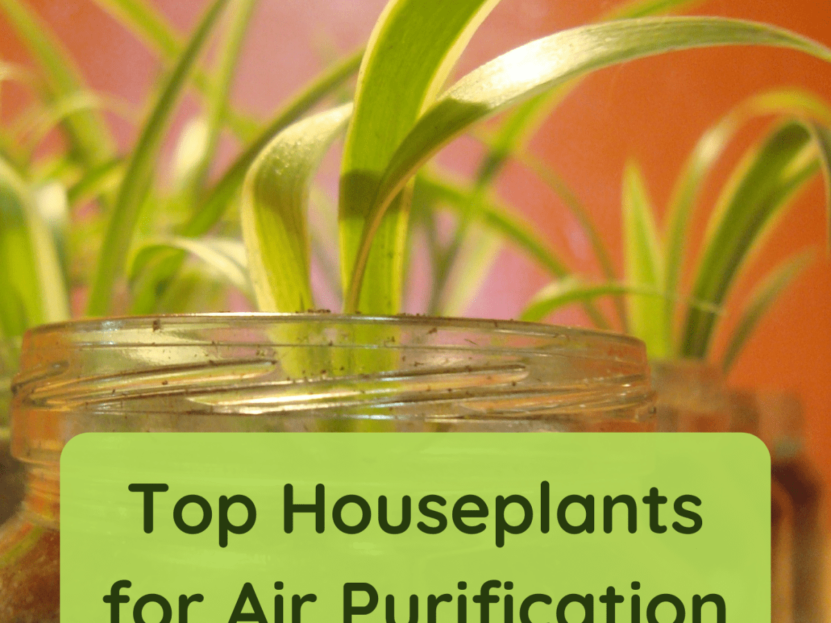 green-dill-air-purifying-houseplant-without-dish-gunk-munimoro-gob-pe