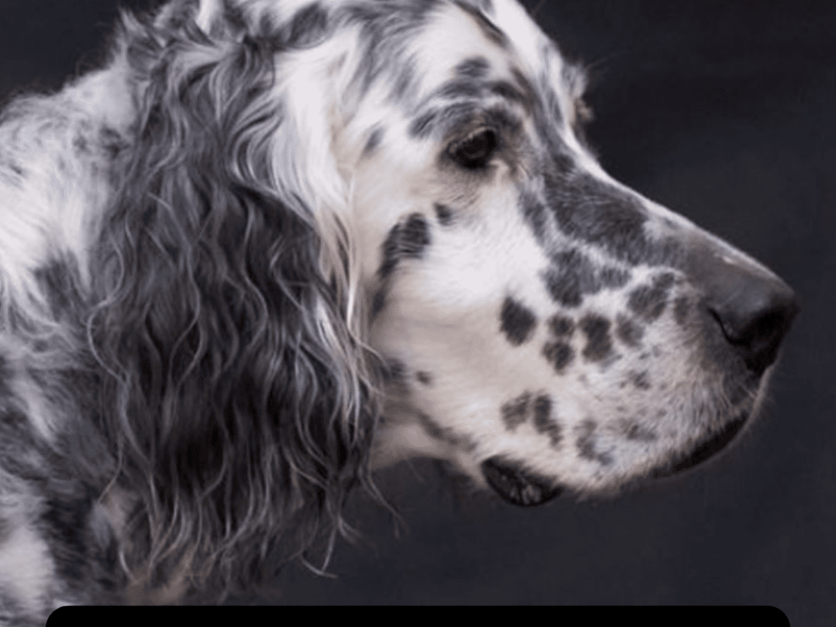 English setter hot sale pics