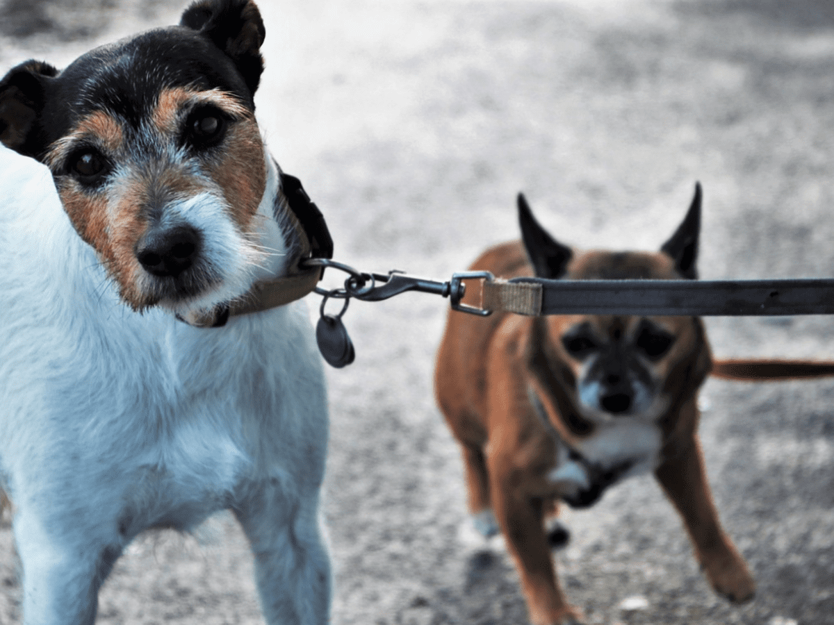 Leash two hotsell dogs together