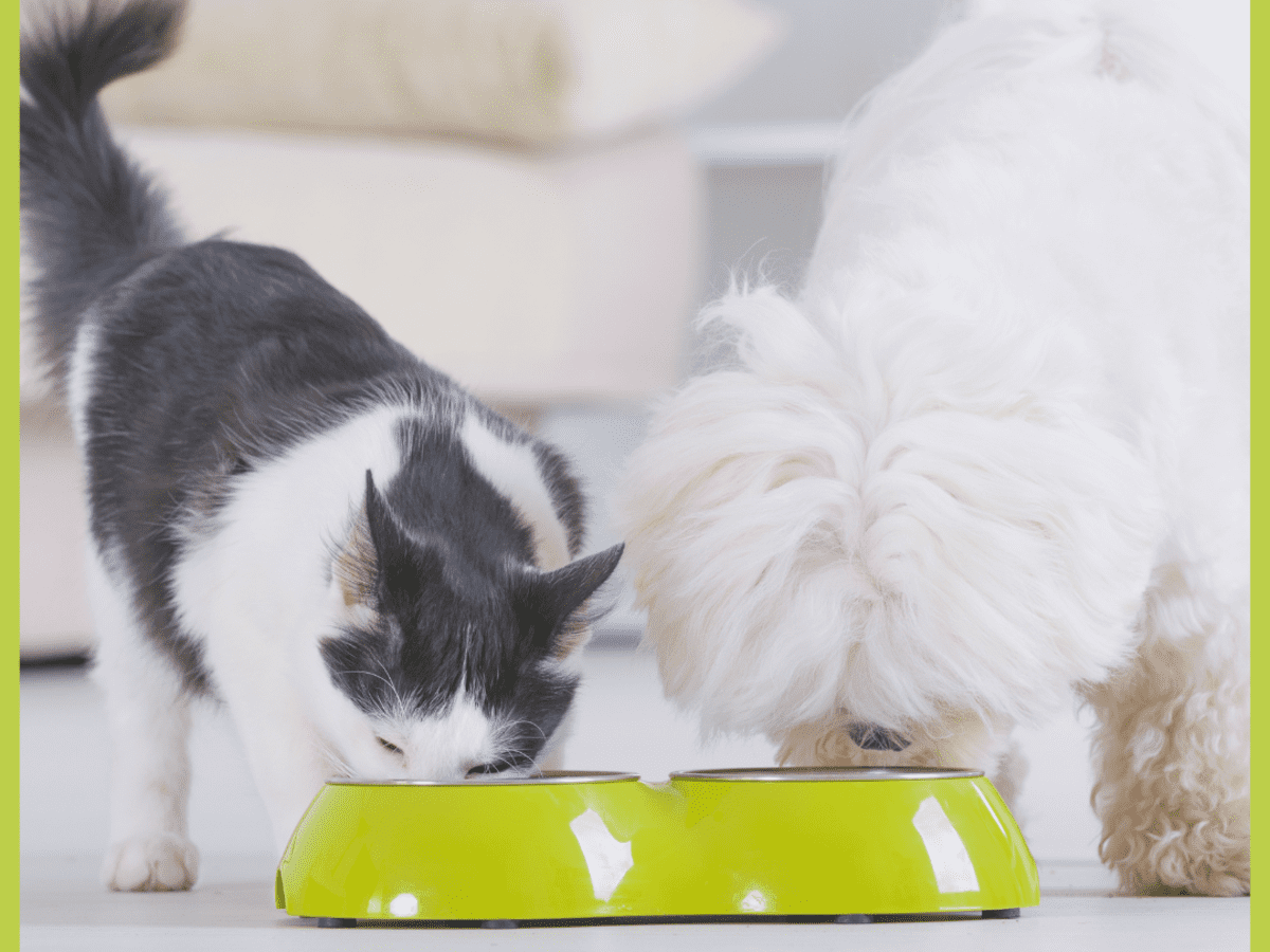 Kitten stealing older outlet cats food