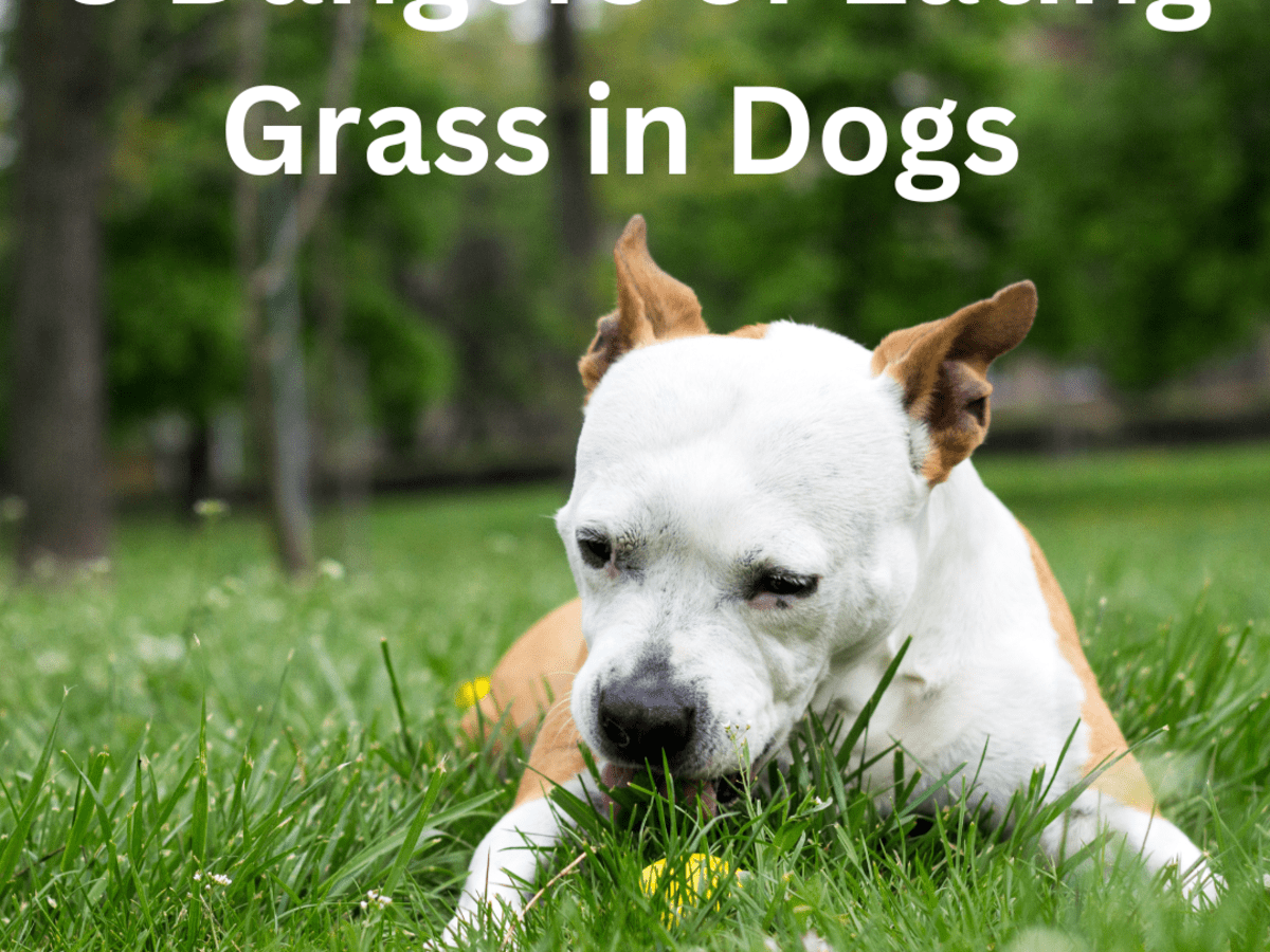 Can my store dog eat grass