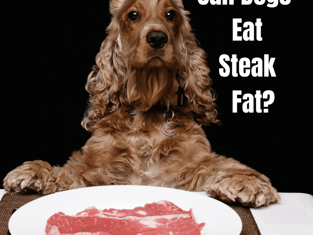 Can dogs shop eat meat