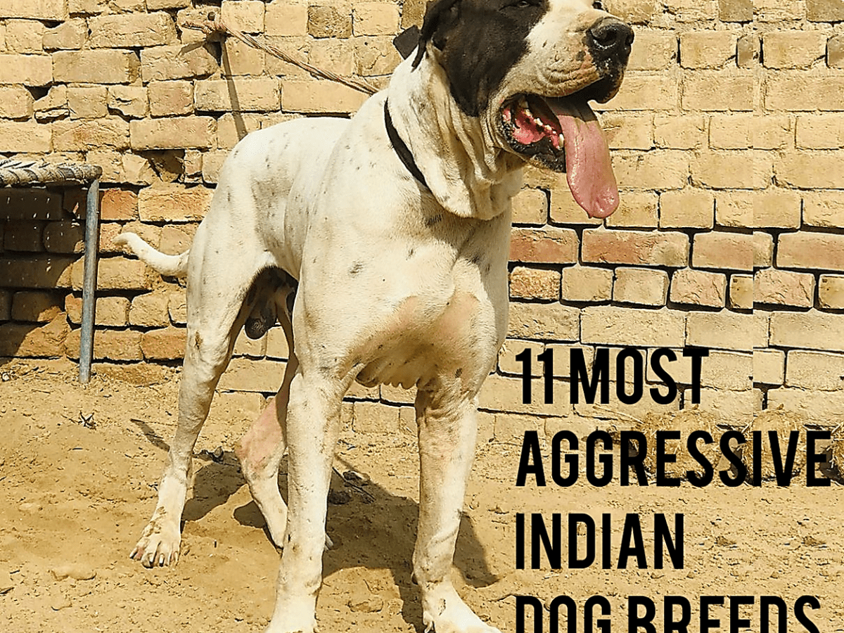 What is the most aggressive hot sale dog breed