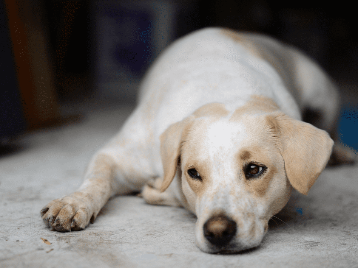 Pyoderma in dogs fashion home treatment