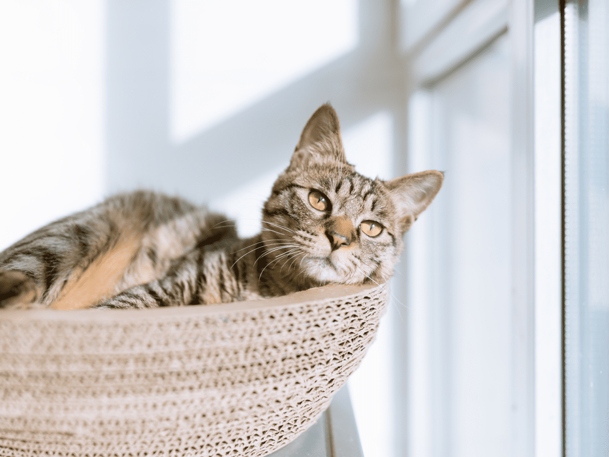 Otc tapeworm hotsell meds for cats