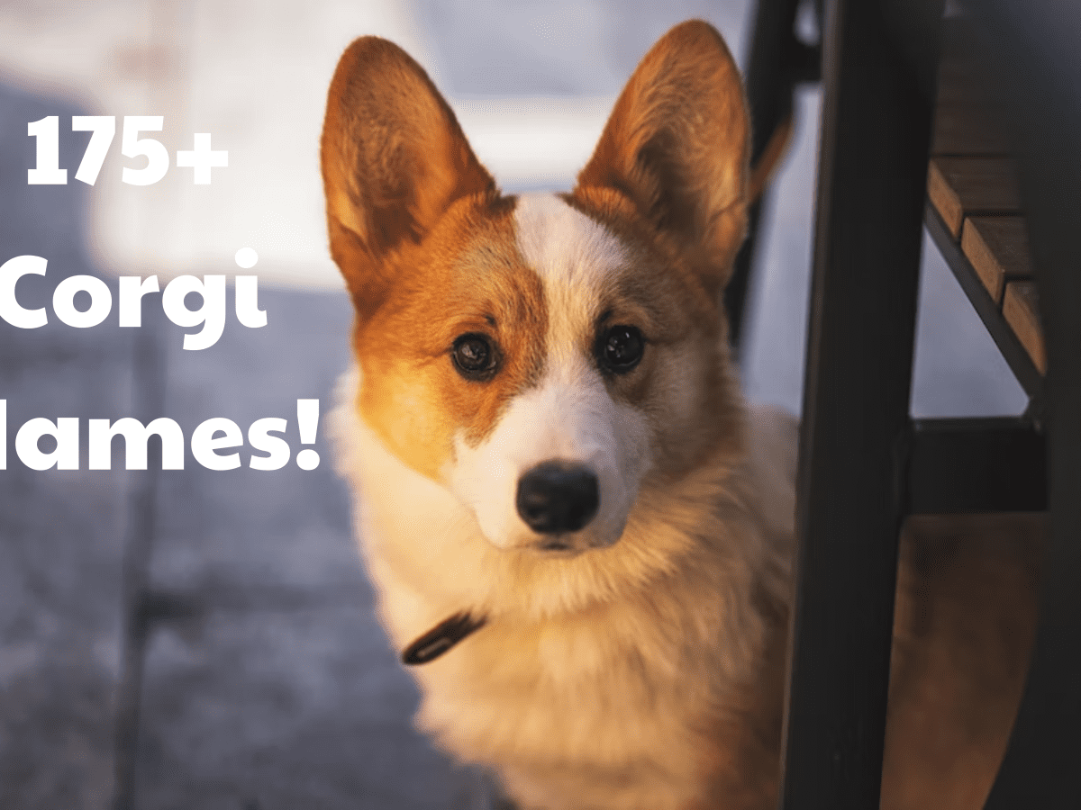 175+ Corgi Dog Names (With Meanings) - PetHelpful