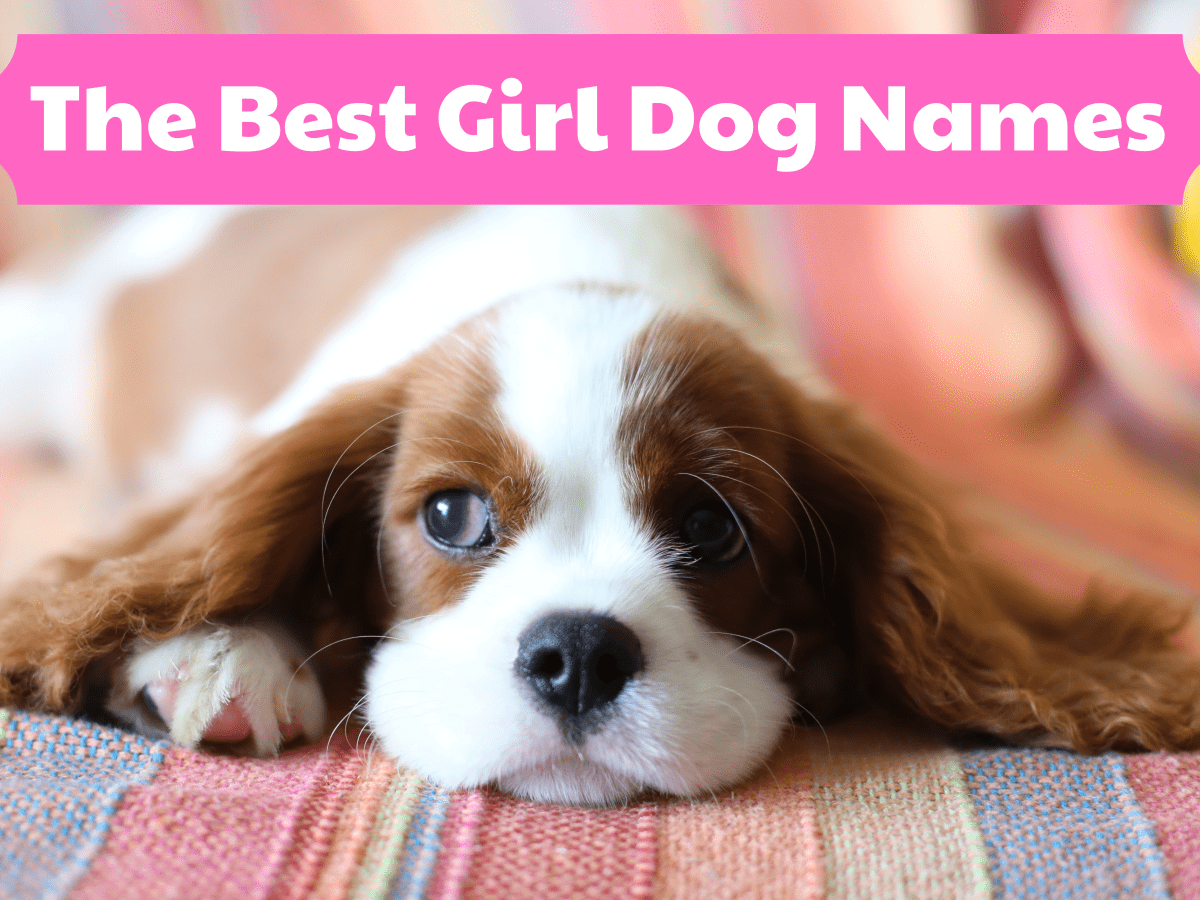 Girl store dog names