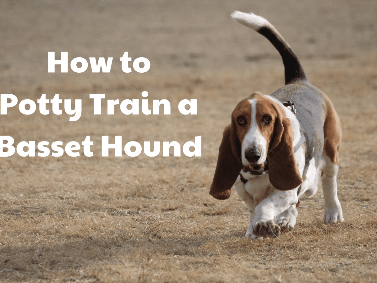 Raising a best sale basset hound