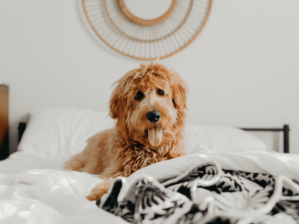 Dog urinating 2025 on bedding