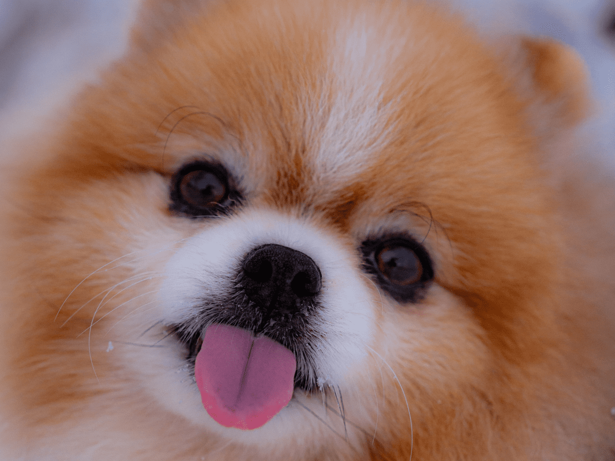 Fluffy toy shop dog breed