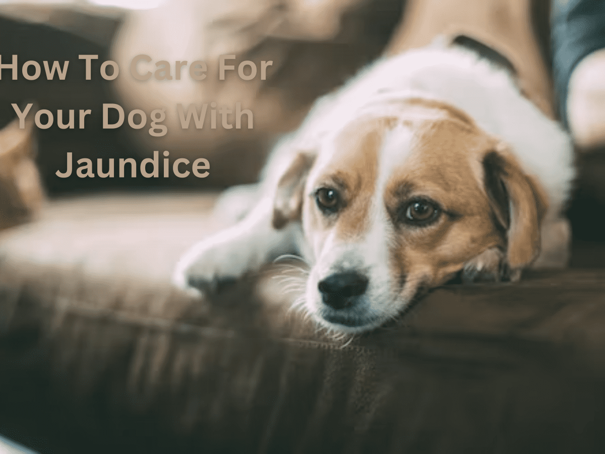 Jaundice 2025 dog treatment