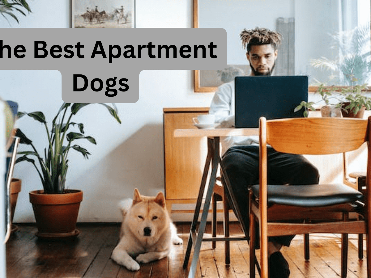 Best apartment hot sale dogs medium