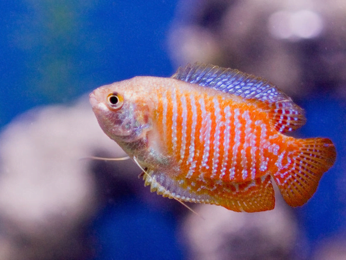 Aquarium best sale fish care