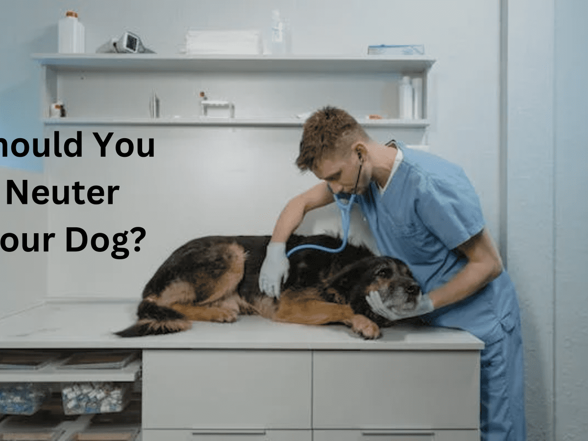 When should i neuter my store german shepherd