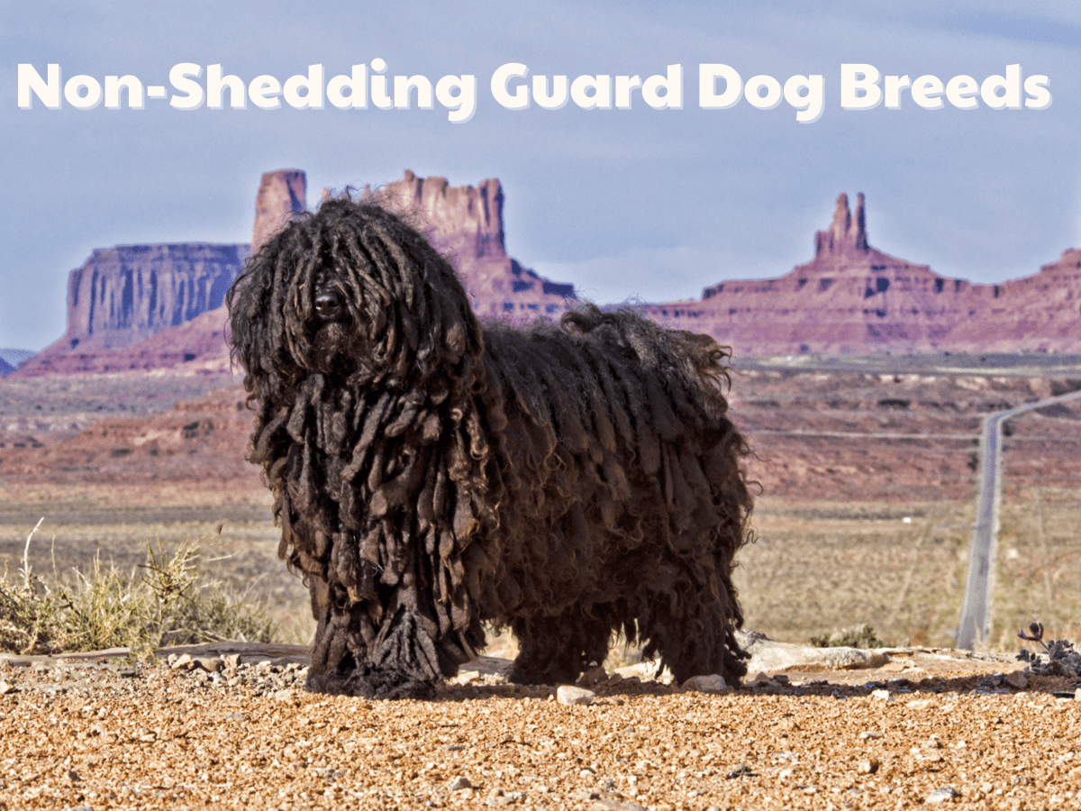 Medium dog best sale breeds non shedding