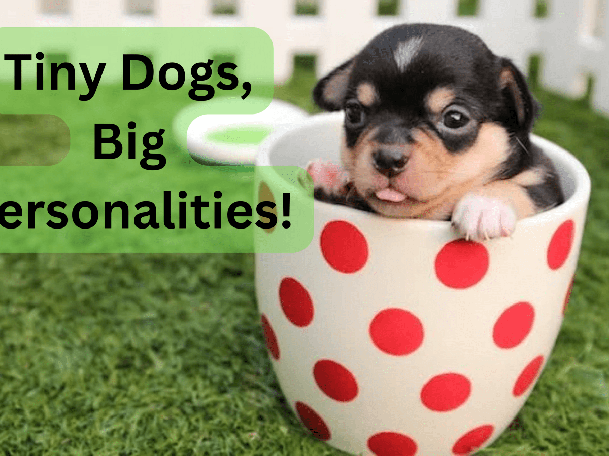 Good small girl dog hot sale names