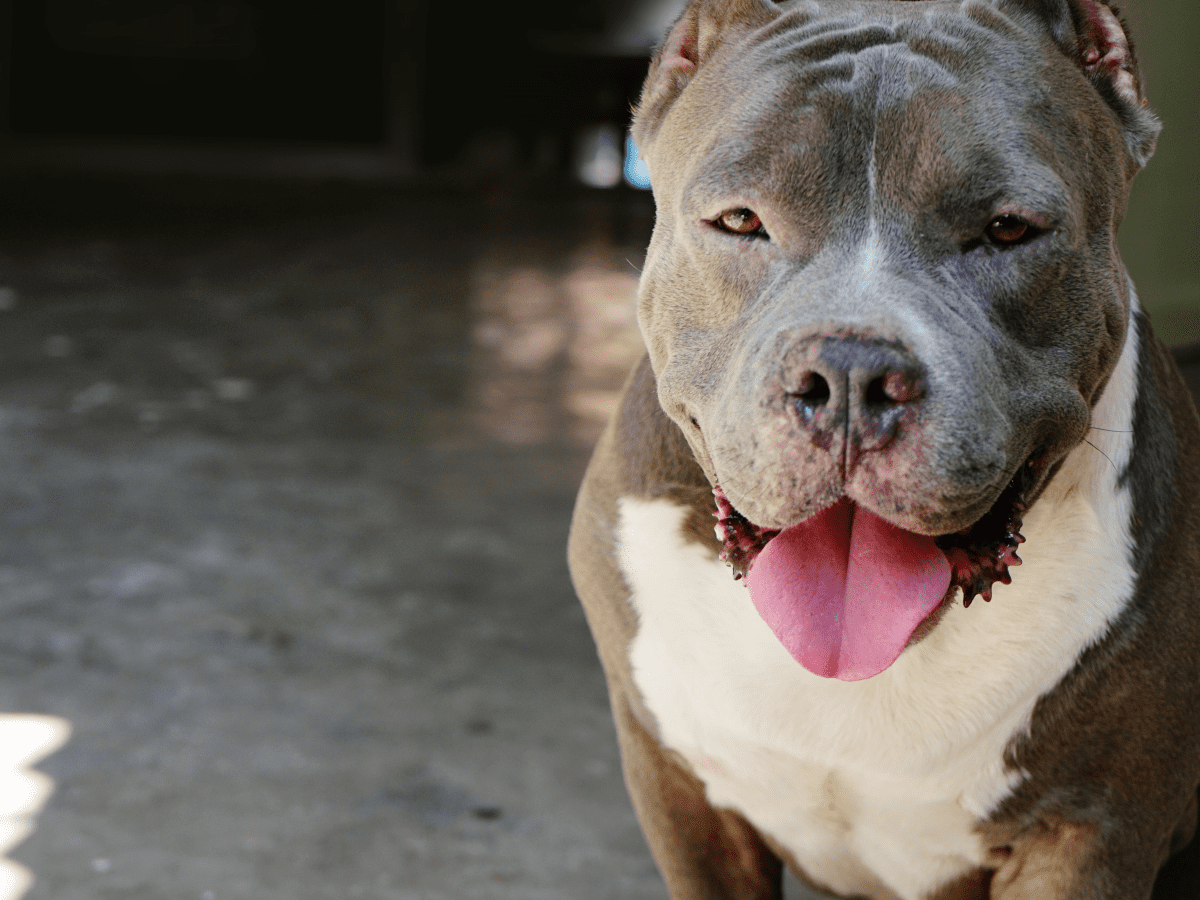 Dog that looks like pitbull best sale but bigger