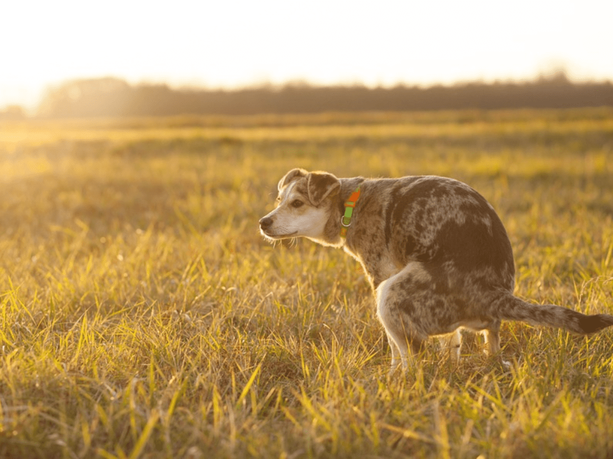 White crumbly 2024 dog poop