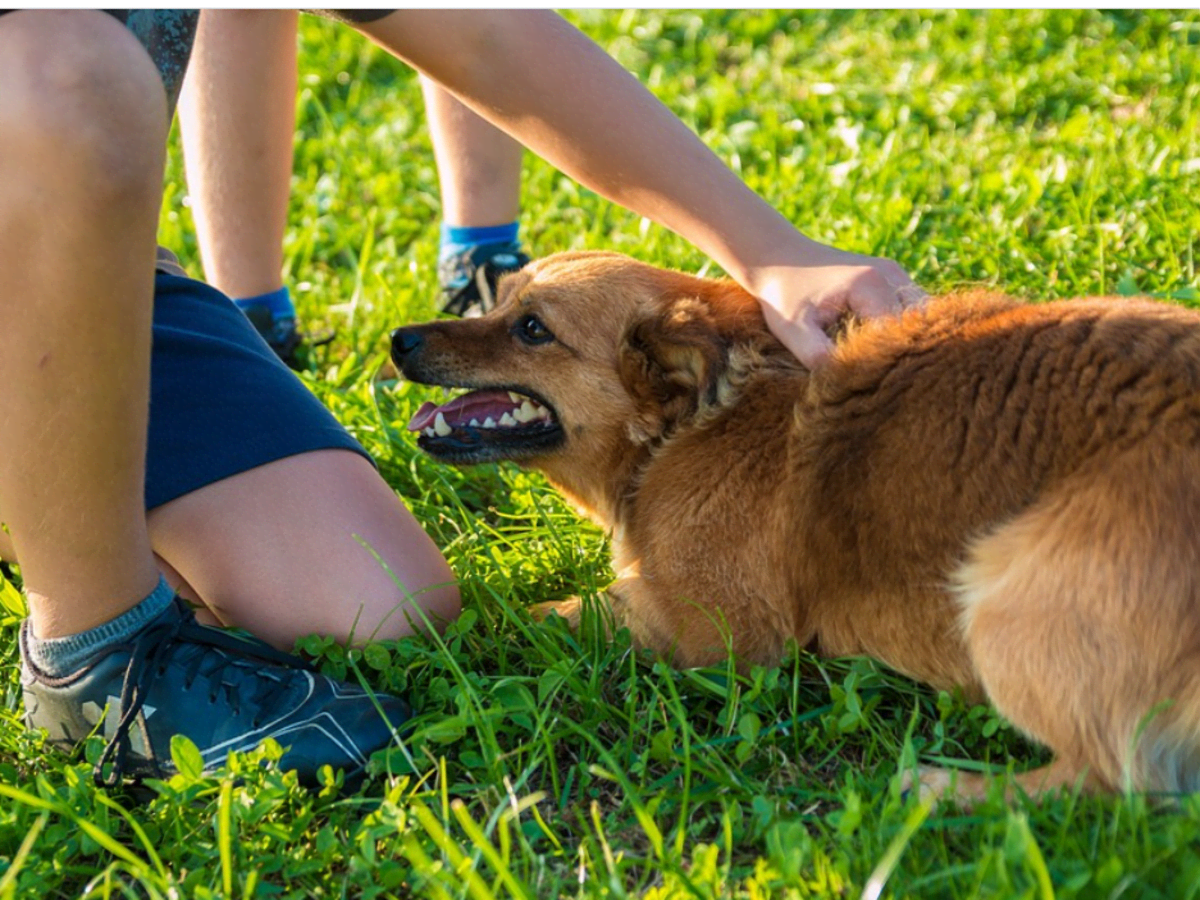 What to do if your dog bites 2024 your child