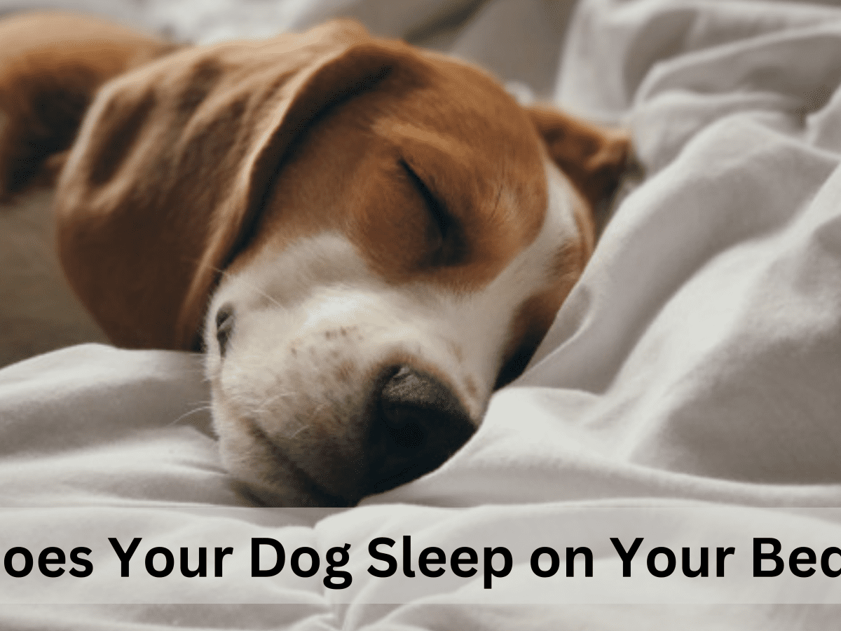 Can dogs sleep outlet on your bed