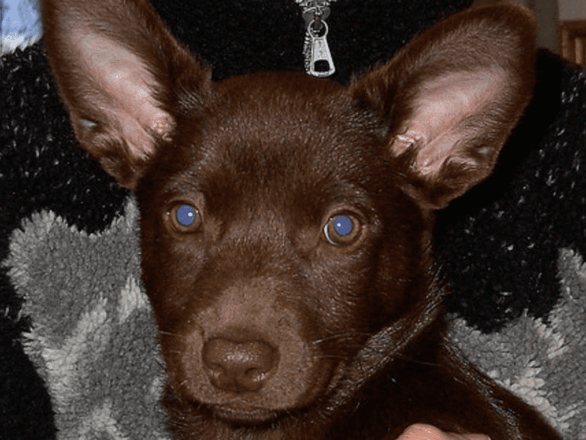 Dingo cross best sale kelpie puppy