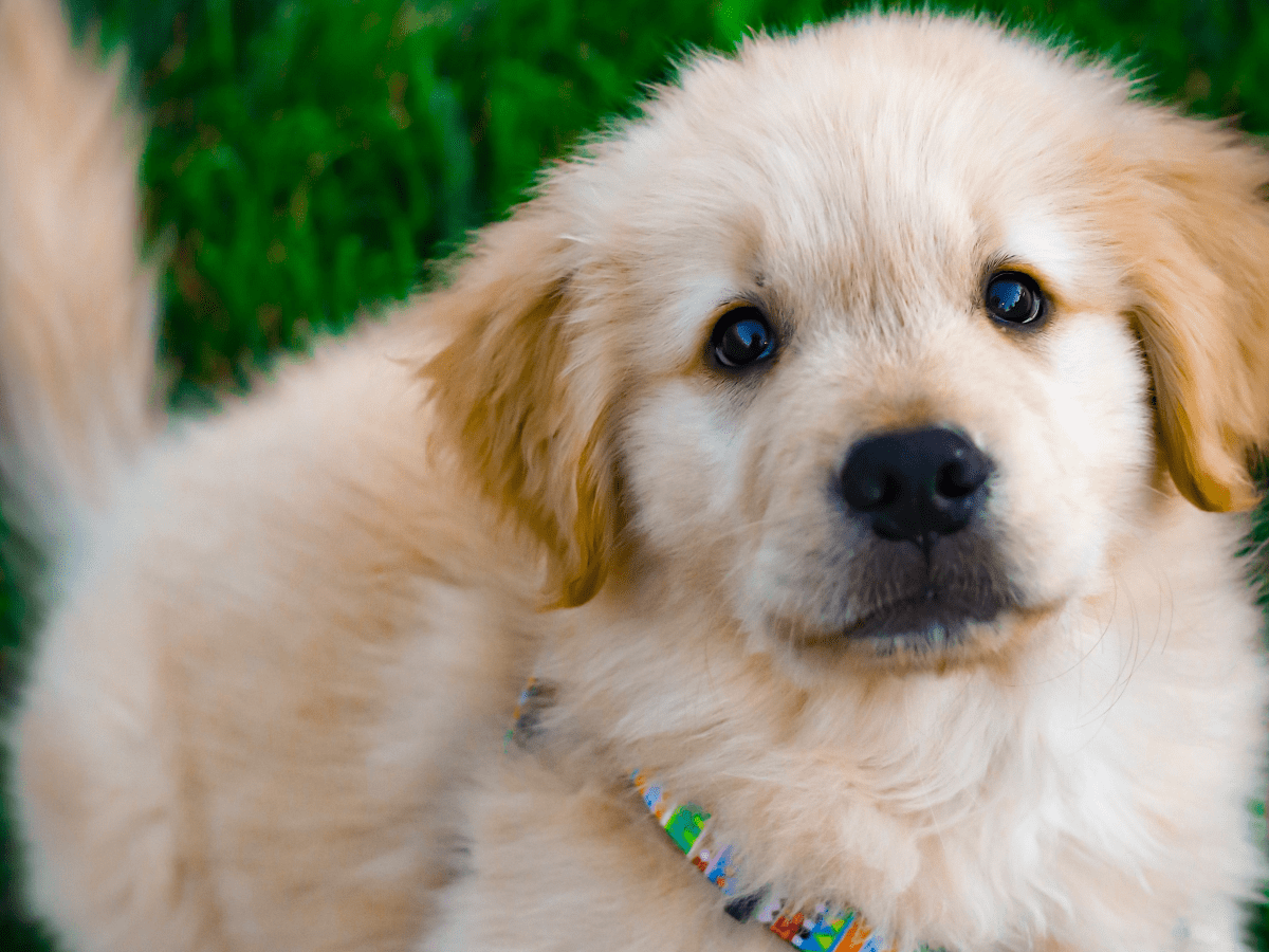 Toilet training a puppy in store 7 days