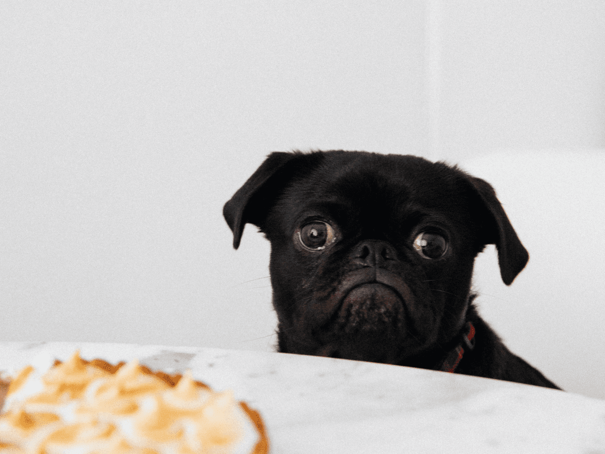 Dog aggressive over sales food