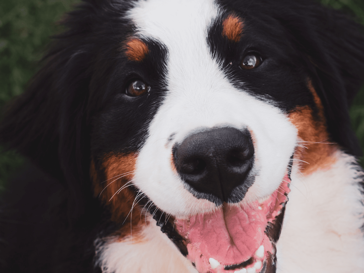 Bernese dogs best sale for adoption