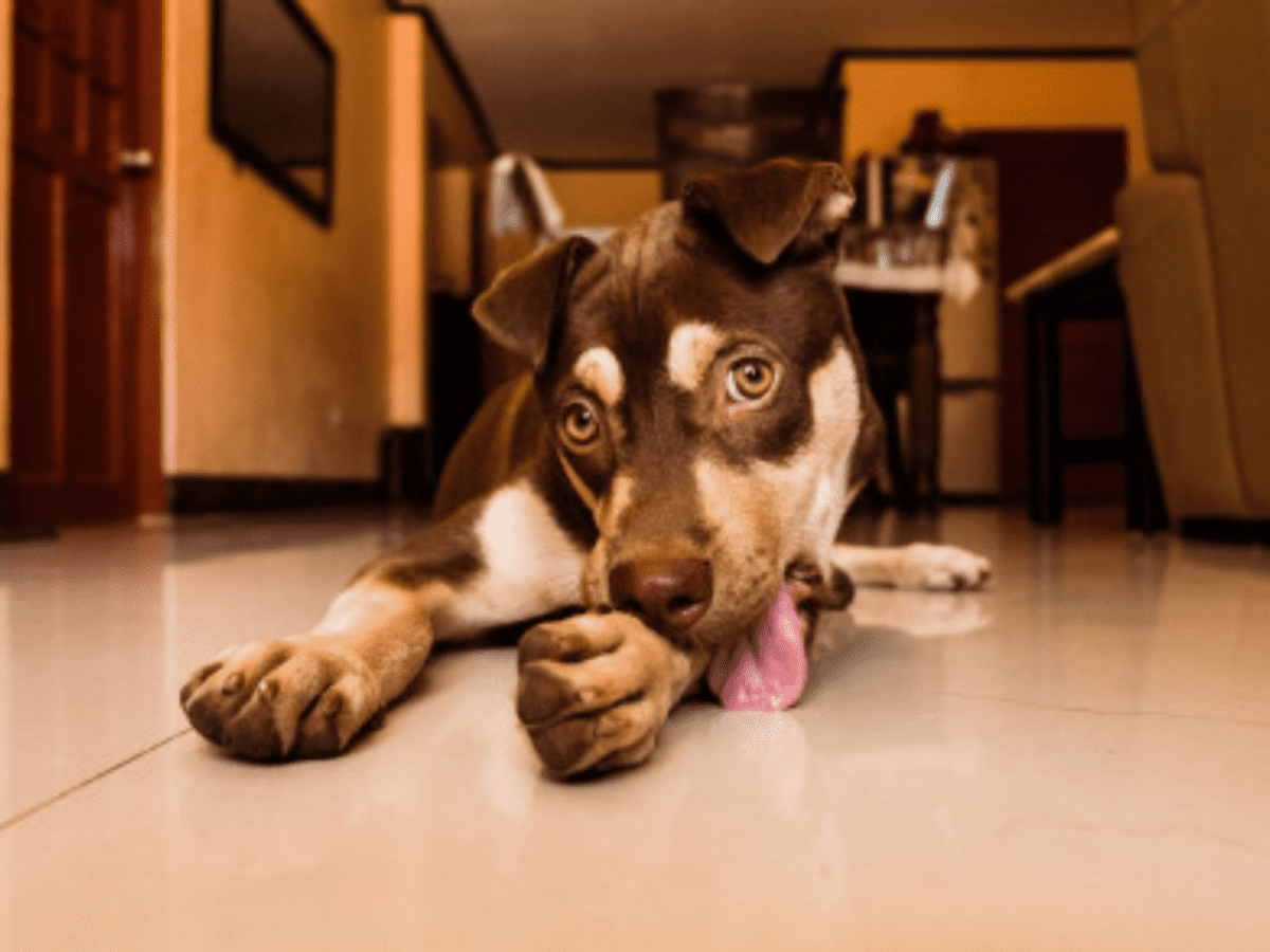 Dog licks paws store until they bleed