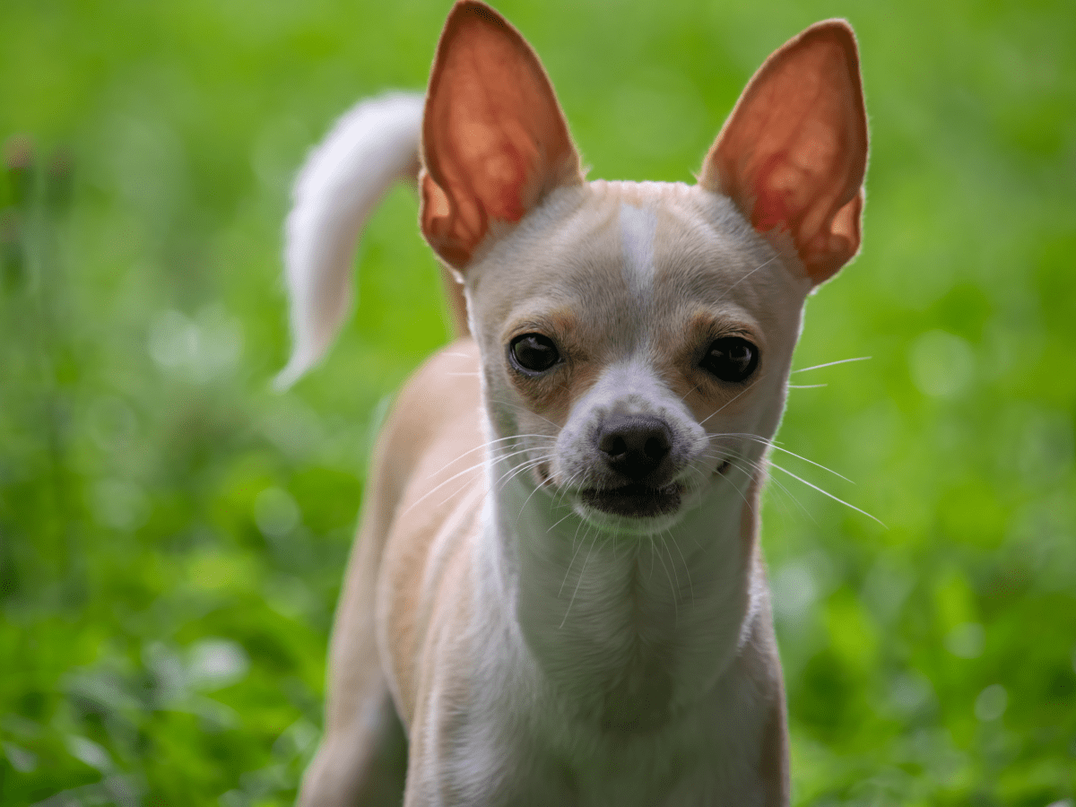 Best food for teacup chihuahua clearance puppy