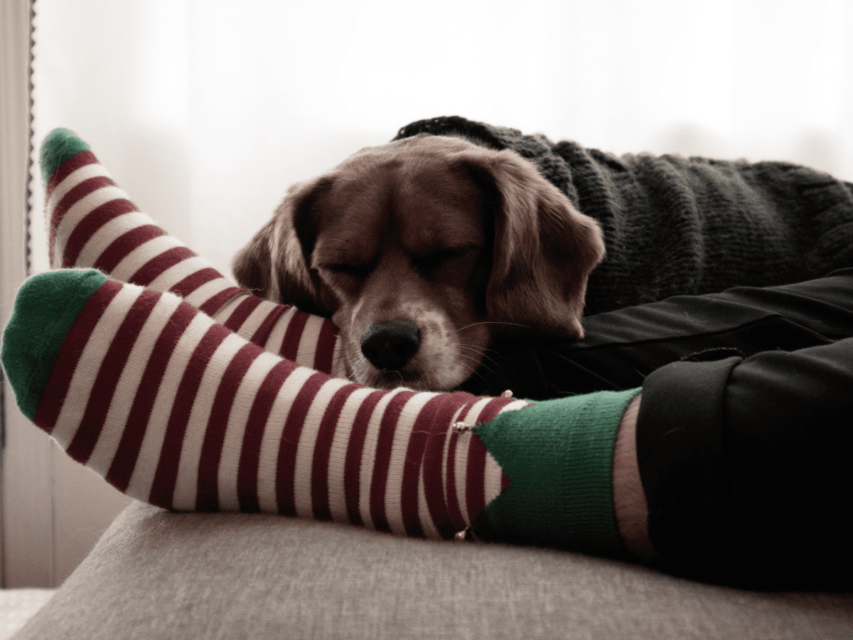 Dog in a outlet sock