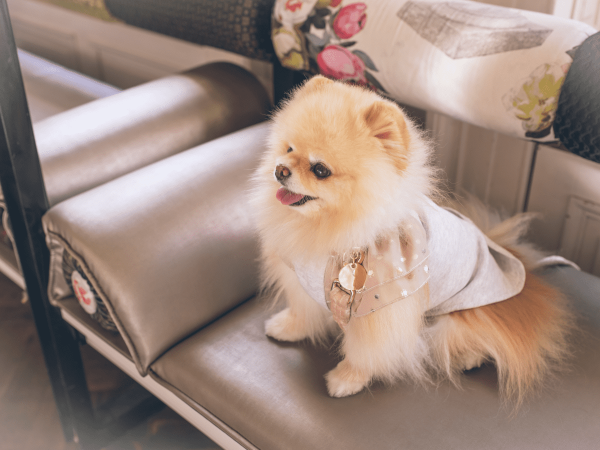 Cute female sales pomeranian names