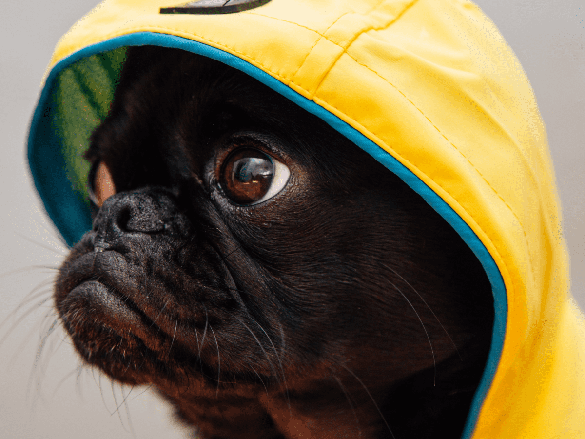 Dog not going store to the bathroom