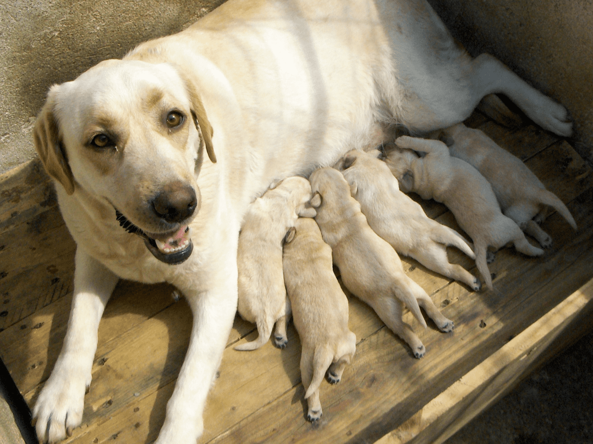 Labs first hot sale heat