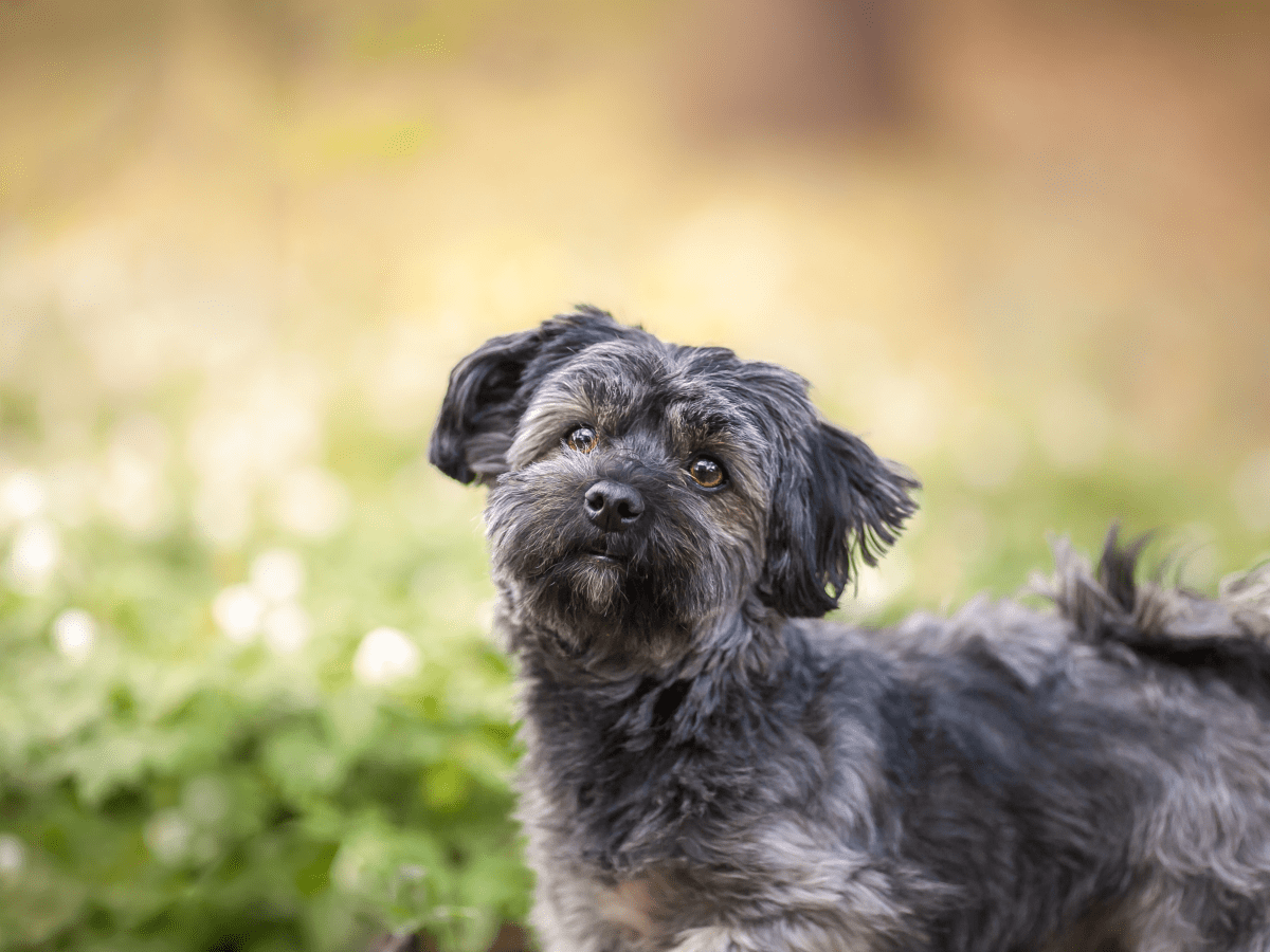 Best store havanese mix