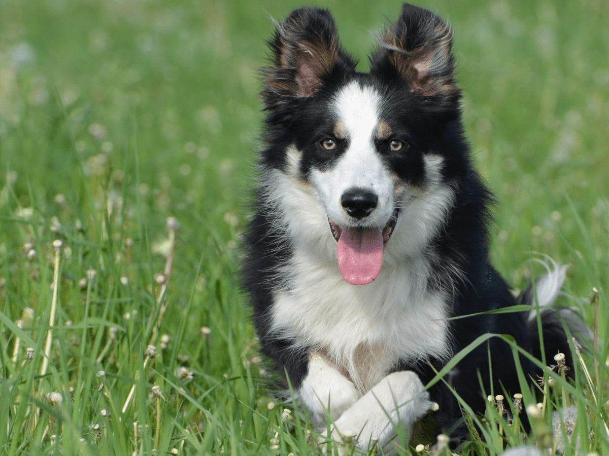 Dogs with shop white socks