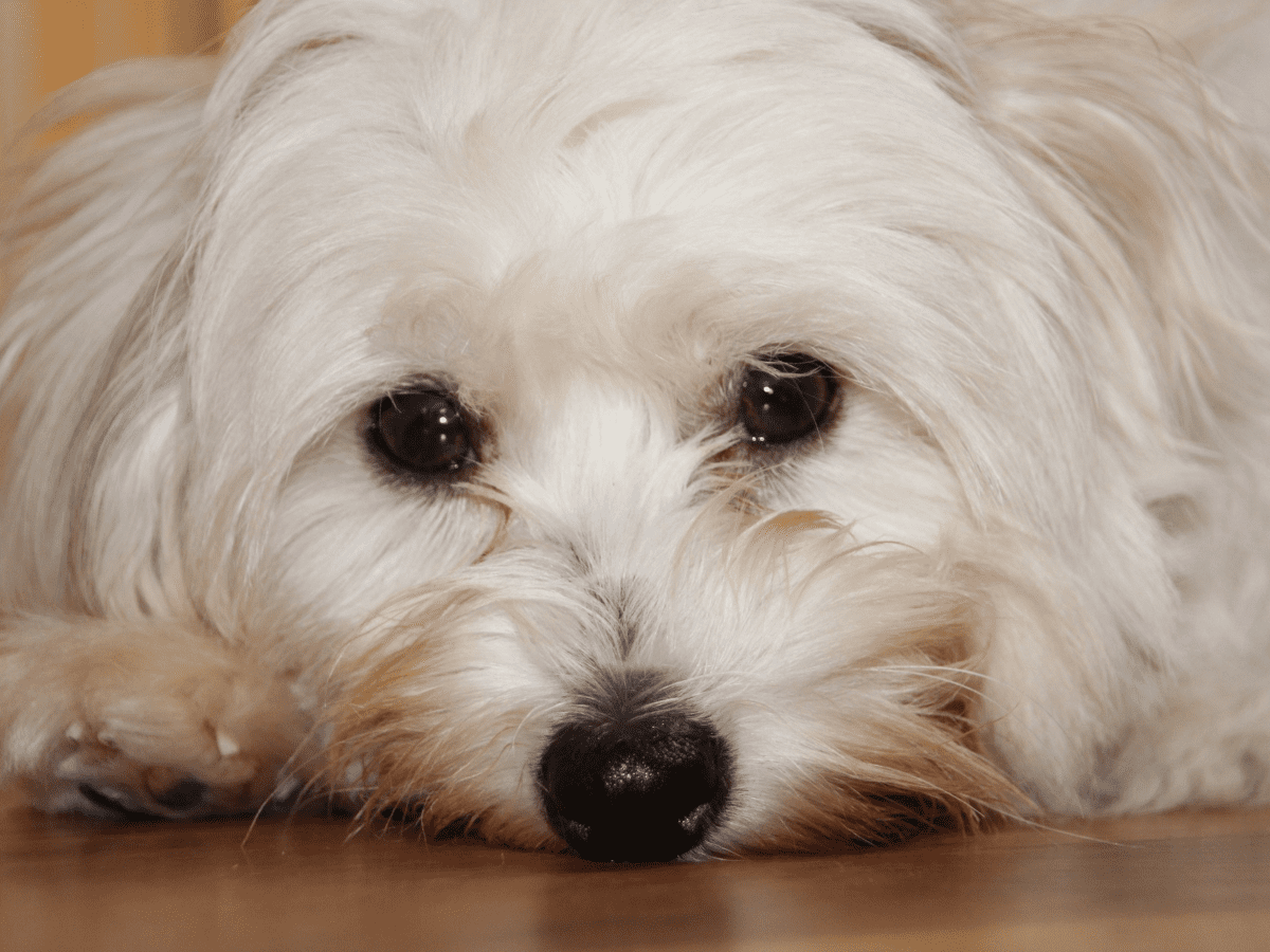 Best dog food top for coton de tulear